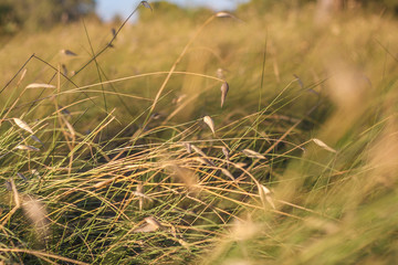 Obraz premium Close-up of field grass in the wind bent