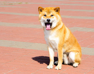 Shiba Inu seats. The Shiba Inu is in the city park.