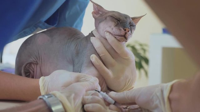 Pet care at veterinarian. Taking blood for analysis sphinx cat with a catheter.