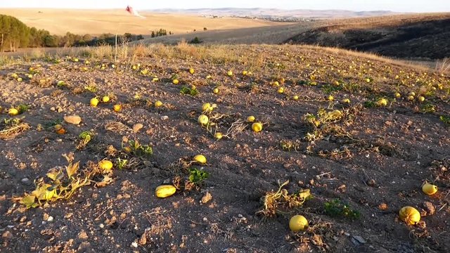 a field of pumpkins planted for the kernel.pumpkin seed planted for seed, pumpkin cultivated agricultural area, close to harvest pumpkins,
