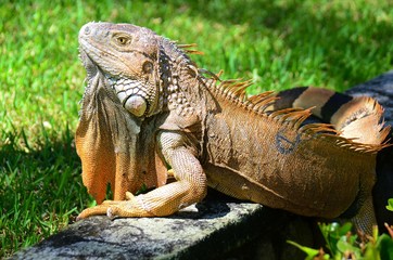 Fototapeta premium Leguan - Costa Rica
