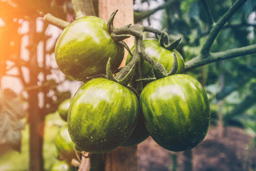 Agriculture and farming - cultivation of tomato varieties