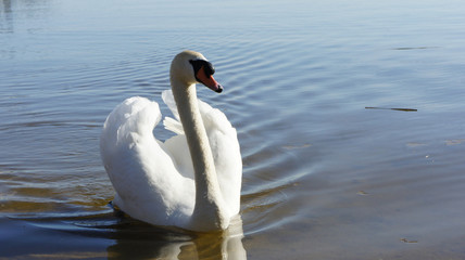 Fototapeta na wymiar white swan in lake