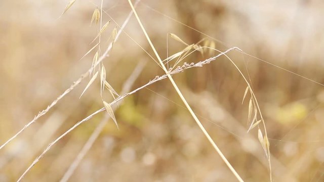 Avena wild plant tied by cobwebs on summer