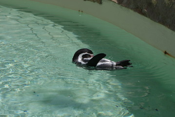 Pingüino de Humboldt 