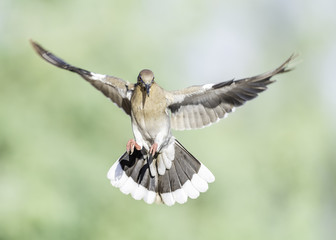 Mourning Dove