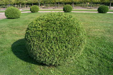 Shrub thuja orientalis in the form of a ball topiary garden. Rounded evergreen decorative tree