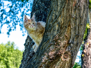 Maine coon kitten sitting on tree in forest, park on summer sunny day.