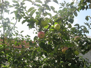 apple on a tree