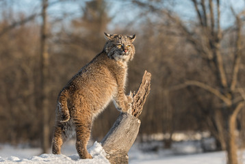 Fototapeta premium Bobcat (Lynx rufus) Stands Up on Log