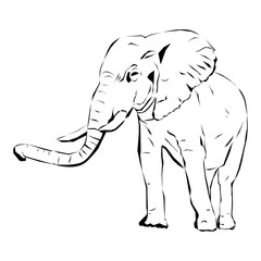 Elephant with tusks
