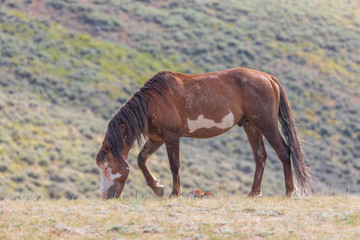 Beautiful Wild Horse in Sand Wash Basin Colorado