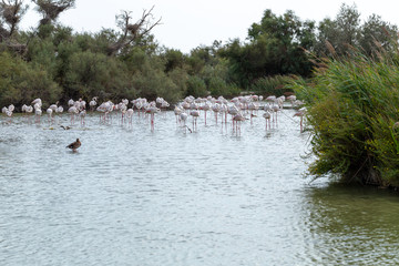Greater Flamingos Birds At Dusk 2