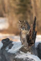Obraz premium Bobcat (Lynx rufus) Sits on Log Looking to Light