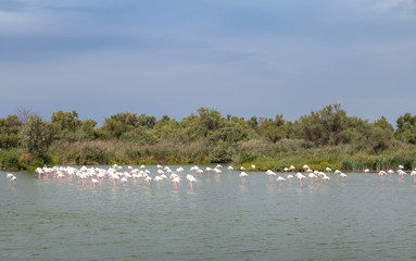 Fototapeta na wymiar Greater Flamingos Birds At Dusk 8