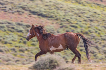 Fototapeta premium Beautiful Wild Horse in Sand Wash Basin Colorado