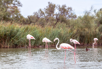 Greater Flamingos Birds At Dusk 13