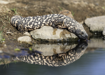 Gila Monster