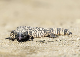 Gila Monster