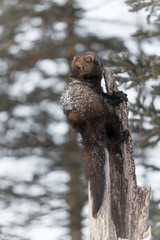 Fisher (Martes pennanti) Looks Left Over Shoulder