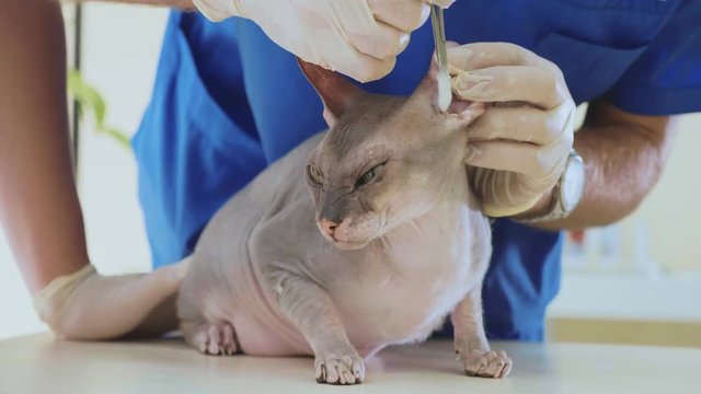 The veterinarian is cleaning the ears of a bald sphinks cat at veterinary clinic