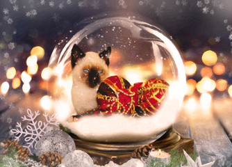  Kitten in a Snow Globe 