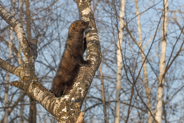 Fototapeta premium Fisher (Martes pennanti) Stands Up Along Tree