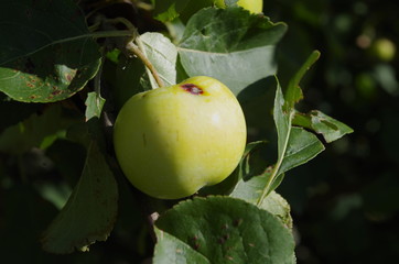 Almost perfect apple
