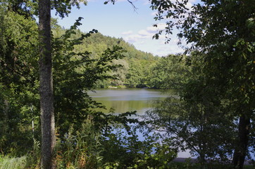 Fototapeta na wymiar Pond view between trees