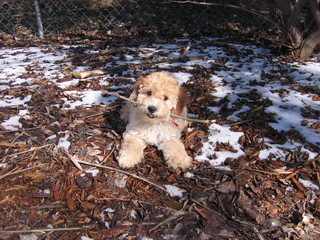 A poochon puppy playing with a stick