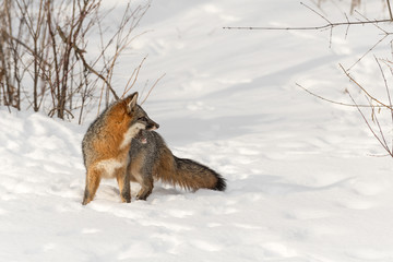 Grey Fox (Urocyon cinereoargenteus) Looks Right Mouth Open
