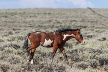 Beautiful Wild Horse in Sand Wash Basin Colorado