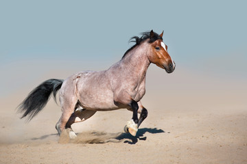 Obraz na płótnie Canvas Roan horse free run fast in sandy dast