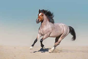 Naklejka premium Dereń koń biegnie szybko w piaszczystym dnie
