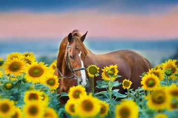 Gardinen Roter Hengst im Zaumporträt in Sonnenblumen © callipso88