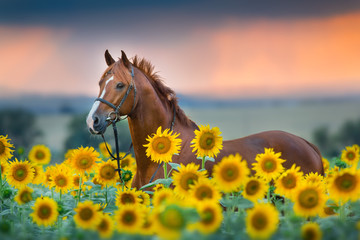 Red stallion in bridle portrait in sunflowers
