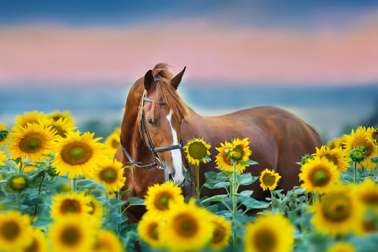 Red stallion in bridle portrait in sunflowers