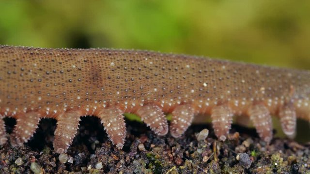 A Peripatus (velvet worm) walks through frame. In the rainforest, the Ecuadorian Amazon. Onychophorans are very rare and are sometimes considered as a "missing link" between annelids and arthropods.