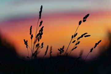 Sunset over wild grass field