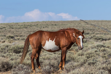 Fototapeta na wymiar Beautiful Wild Horse in Sand Wash Basin Colorado