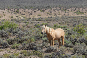 Obraz na płótnie Canvas Beautiful Wild Horse in Sand Wash Basin Colorado