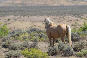 Beautiful Wild Horse in Sand Wash Basin Colorado