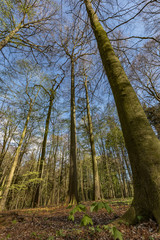 Wald im Frühling