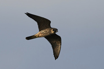 Eurasian hobby (Falco subbuteo)