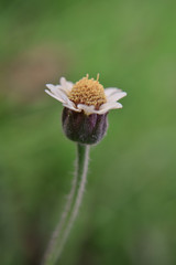 wild white flower close up