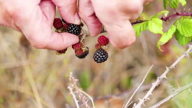 picking wild blackberries (Rubus fruticosus) from a bush