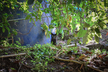 curious black cat in the field