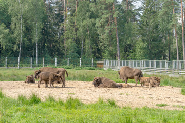 European Bison, Bison bonasus, Visent