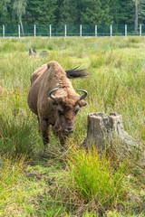 European bisons (iBison bonasus) n its natural habitat.