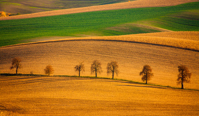 Słynna aleja drzew kasztanowych na południu republiki czeskiej, region morawy. Złote kolory jesieni. Zachodzące słońce rzuca cień na drzewa rosnące na polach uprawnych. - obrazy, fototapety, plakaty